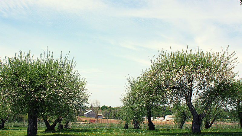 Filsingers Apple Trees